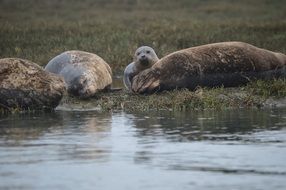 seals on ocean shore