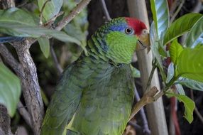 Colorful parrot in green branches