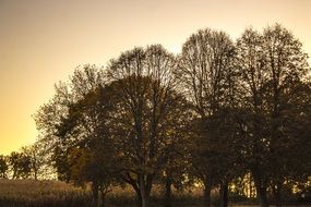 Landscape with the sunlight on the trees in summer