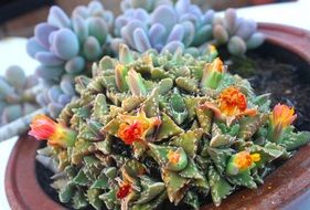 flowering cacti