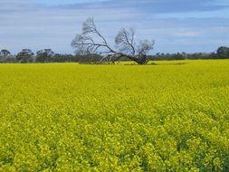 field of blooming canola