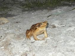 brown frog in the wild