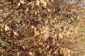 Golden autumn leaves in a forest