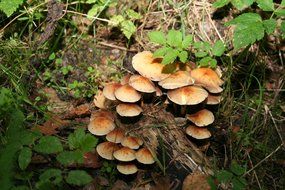 mushroom cluster on the rotten stump