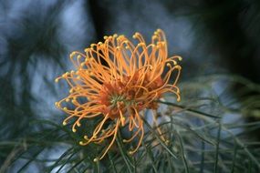 australian flower