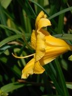 yellow day lily among green leaves close up