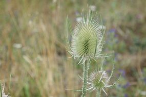 thistle with spines