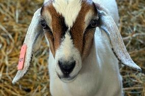 baby goat on the farm