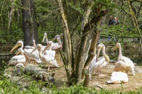 eastern white pelicans in the wild