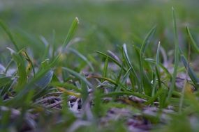 Green grass macro photos on a blurred background