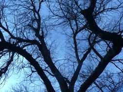 bare dark branches of a winter tree