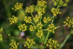 cluster of tiny yellow flowers close-up on blurred background