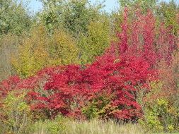 red bush in fall