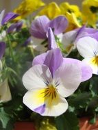 violet yellow violets