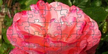 clipart of pink rose like puzzles