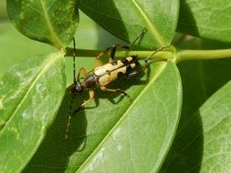 insect on a branch with green leaves