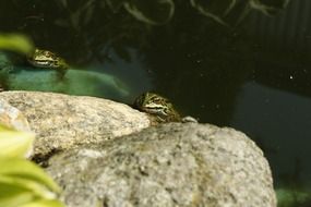 The frog on the stone