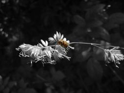 Insect on white plant