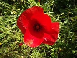 extraordinarily beautiful poppy red flower