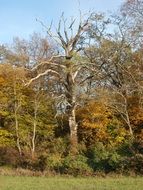 dead majestic tree in the forest