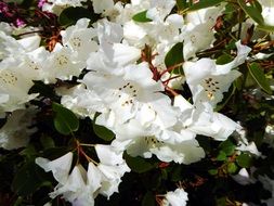 extraordinary beauty rhododendron blossoms