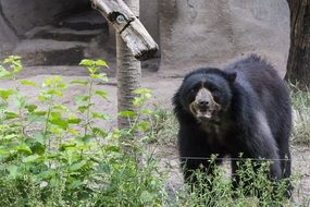 black bear at the zoo in America