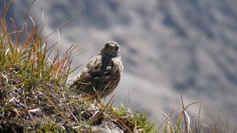 little sparrow bird in nature