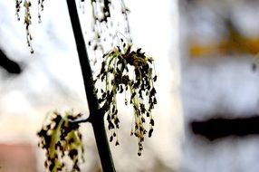 Close-up of the beautiful green maple tree in spring at blurred background