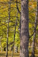 autumn park tree