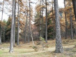 High trees in Autumnal forest