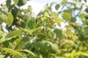 bush with unripe raspberries