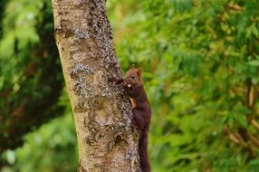 cute squirrel nager on a blurred background