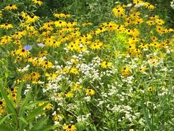 variety of summer meadow flowers