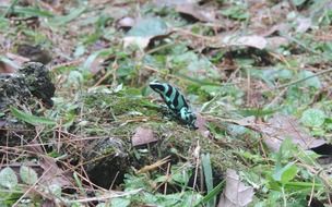 poisonous frog on the grass