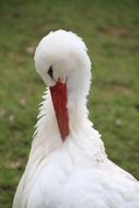 White beautiful stork