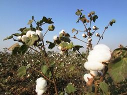 cotton crops on a tree branches