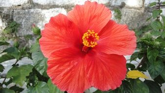 red hibiscus near a stone wall close-up