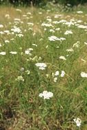 landscape of yarrow flowers among green grass