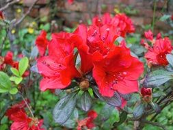 blooming red azaleas