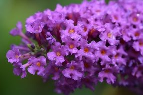 Purple flower blooms macro recording