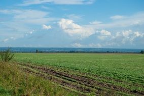 landscape of field and clouds