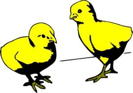 two young baby chicks drawing
