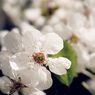 tender cherry flowers