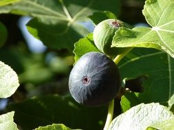 fig fruit close-up