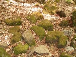 Stones in green moss in the forest