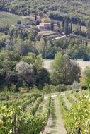 panorama of vineyards in tuscany