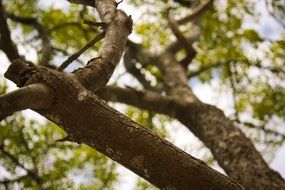 bottom view of branches at sky