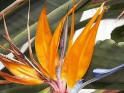 flowers bird of paradise