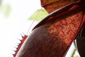 carnivorous red pitcher plant