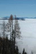 winter landscape on edge of the forest